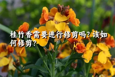 桂竹香需要进行修剪吗？该如何修剪？