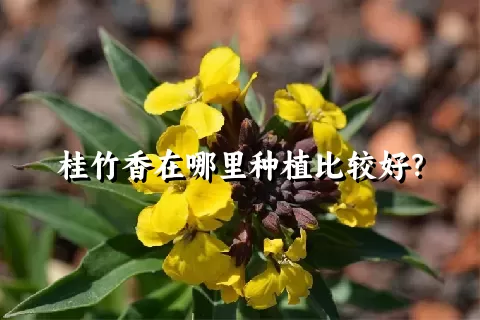 桂竹香在哪里种植比较好？