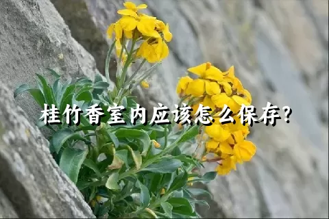 桂竹香室内应该怎么保存？