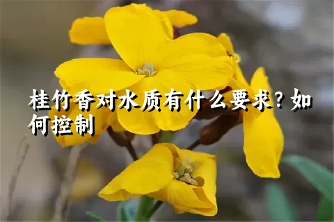 桂竹香对水质有什么要求？如何控制