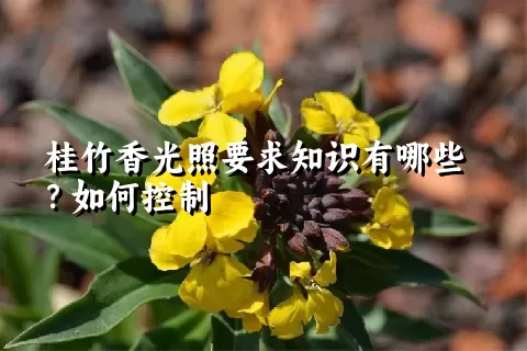 桂竹香光照要求知识有哪些？如何控制