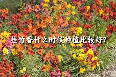 桂竹香什么时候种植比较好？