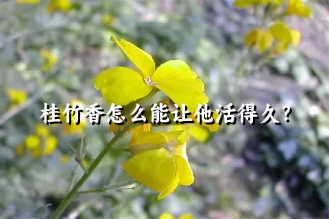 桂竹香怎么能让他活得久？