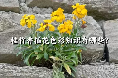 桂竹香插花色彩知识有哪些？