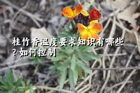 桂竹香温度要求知识有哪些？如何控制