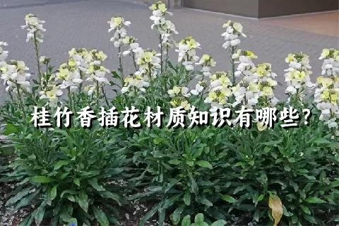 桂竹香插花材质知识有哪些？