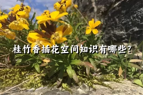 桂竹香插花空间知识有哪些？