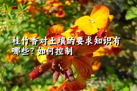 桂竹香对土壤的要求知识有哪些？如何控制