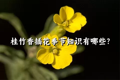 桂竹香插花季节知识有哪些？