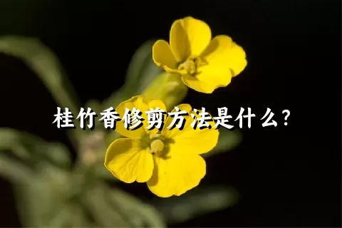 桂竹香修剪方法是什么？