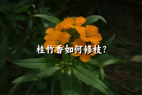 桂竹香如何修枝？