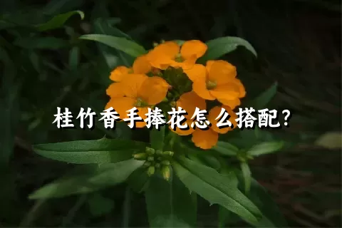 桂竹香手捧花怎么搭配？