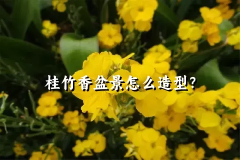 桂竹香盆景怎么造型？