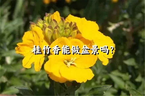 桂竹香能做盆景吗？