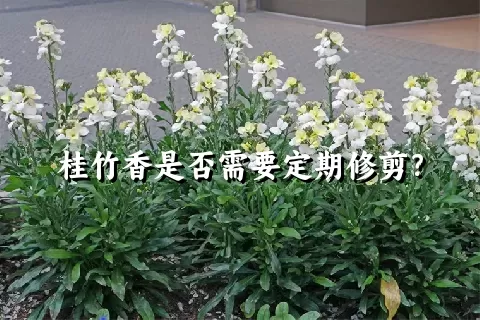 桂竹香是否需要定期修剪？