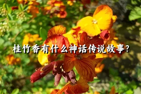 桂竹香有什么神话传说故事？