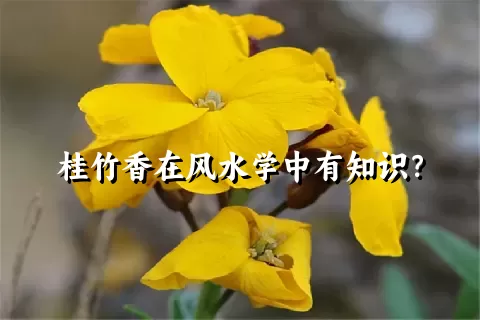 桂竹香在风水学中有知识？