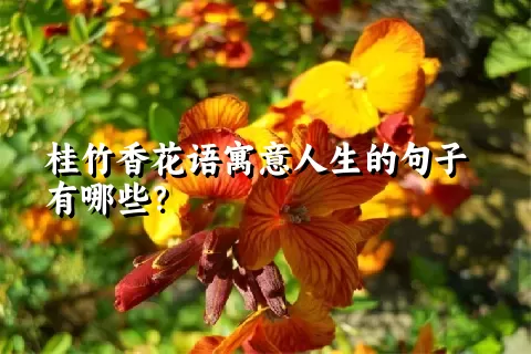 桂竹香花语寓意人生的句子有哪些？