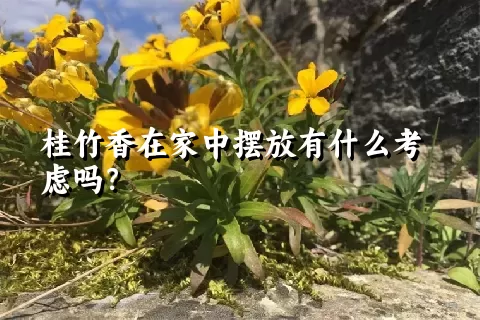 桂竹香在家中摆放有什么考虑吗？