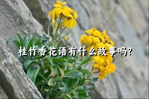 桂竹香花语有什么故事吗？