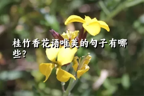 桂竹香花语唯美的句子有哪些？