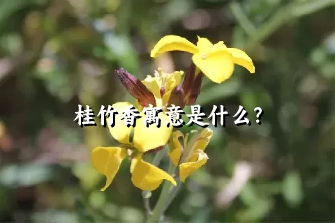 桂竹香寓意是什么？