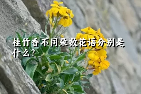 桂竹香不同朵数花语分别是什么？