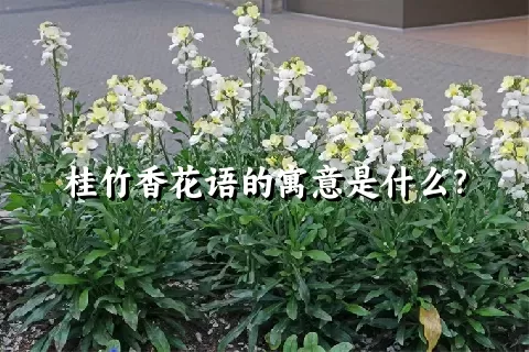 桂竹香花语的寓意是什么？