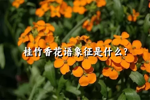 桂竹香花语象征是什么？