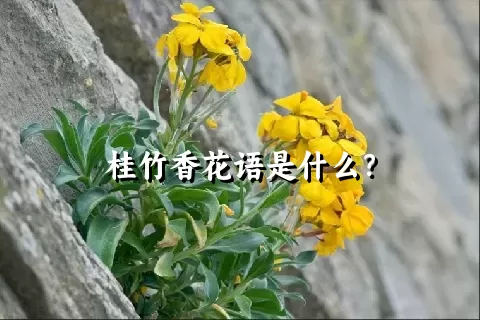 桂竹香花语是什么？