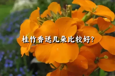 桂竹香送几朵比较好？