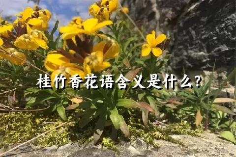 桂竹香花语含义是什么？