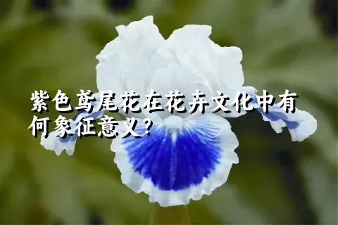 紫色鸢尾花在花卉文化中有何象征意义？