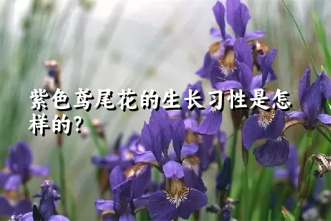 紫色鸢尾花的生长习性是怎样的？