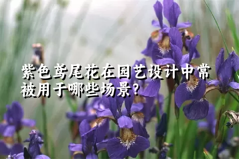 紫色鸢尾花在园艺设计中常被用于哪些场景？