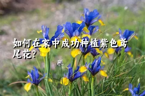 如何在家中成功种植紫色鸢尾花？