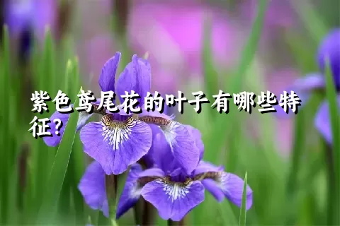 紫色鸢尾花的叶子有哪些特征？