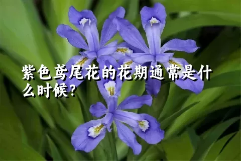 紫色鸢尾花的花期通常是什么时候？