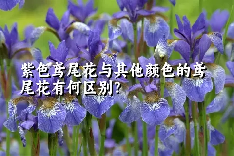 紫色鸢尾花与其他颜色的鸢尾花有何区别？