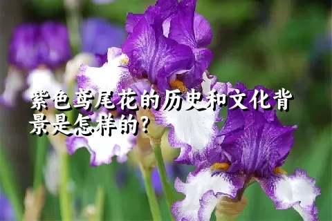 紫色鸢尾花的历史和文化背景是怎样的？