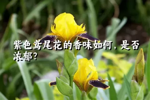 紫色鸢尾花的香味如何，是否浓郁？