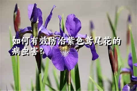 如何有效防治紫色鸢尾花的病虫害？