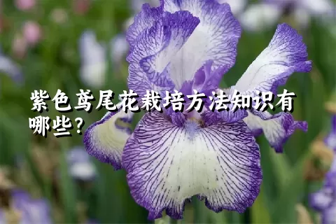 紫色鸢尾花栽培方法知识有哪些？