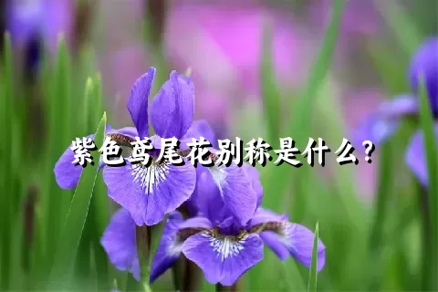 紫色鸢尾花别称是什么？