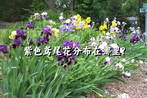 紫色鸢尾花分布在哪里?