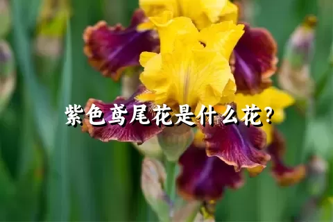 紫色鸢尾花是什么花？