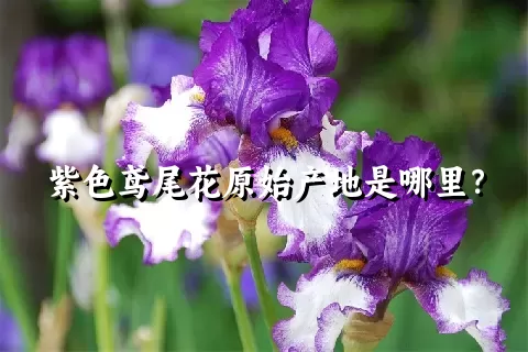 紫色鸢尾花原始产地是哪里？