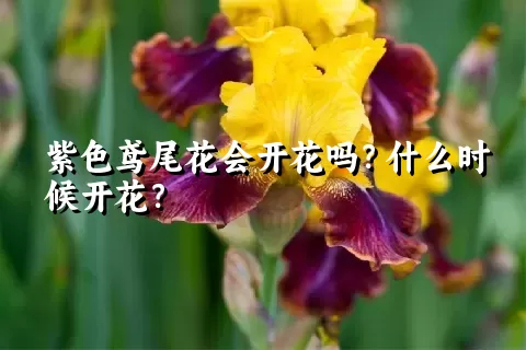 紫色鸢尾花会开花吗？什么时候开花？