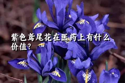 紫色鸢尾花在医药上有什么价值？