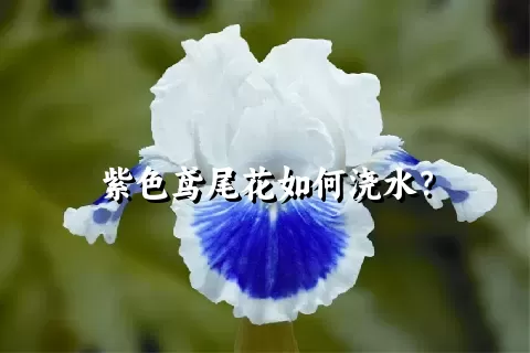 紫色鸢尾花如何浇水？